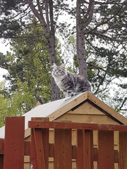 What's your DCat up to today? Pt 2