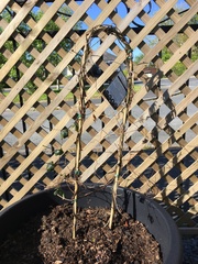 How can I save a passiflora?