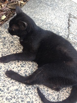 Cats still catting. What's your DCat up to today? Pt 3