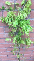 Why is my wisteria suddenly wilting?