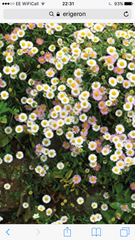 Long blooming plants/flowers