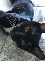 Cats still catting. What's your DCat up to today? Pt 3