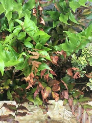 Plant ID & help needed!