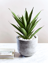 What truly gorgeous things have you bought for your house recently?