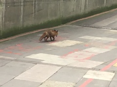 To help a mangy scrap of fox?