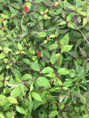 Plant ID & help needed!