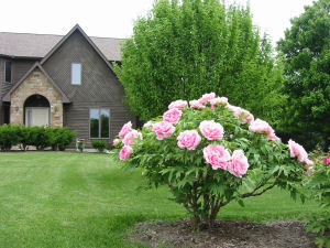 A peony or not a peony, that is the question...