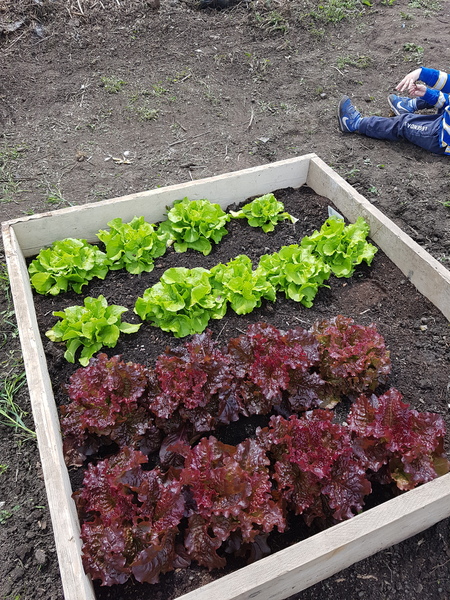 Allotment?Veg Patch Thread 10 - Plotmenters  busy into summer ! and loving James Wong