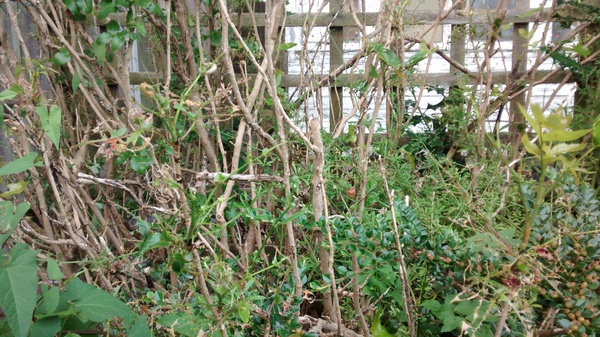 Help! what is eating everything and how do I stop it?