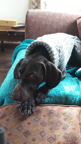 No excuse, just wanted to share a photo of our dog