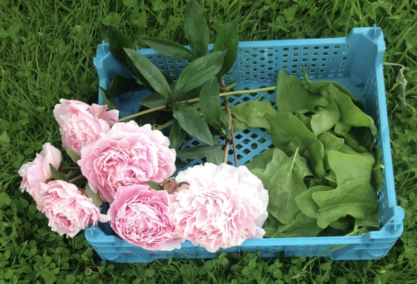 Allotment?Veg Patch Thread 10 - Plotmenters  busy into summer ! and loving James Wong