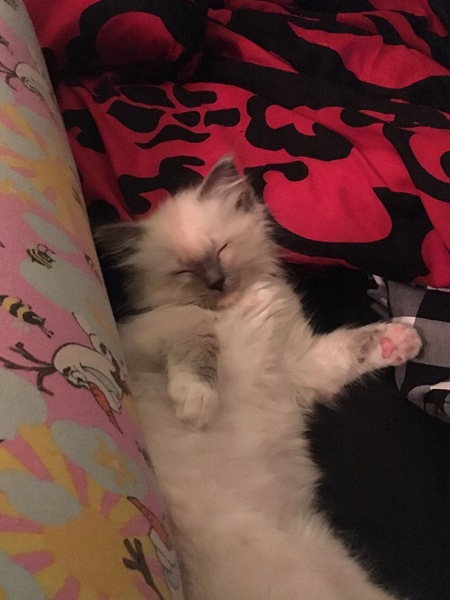 Kitten crying help!
