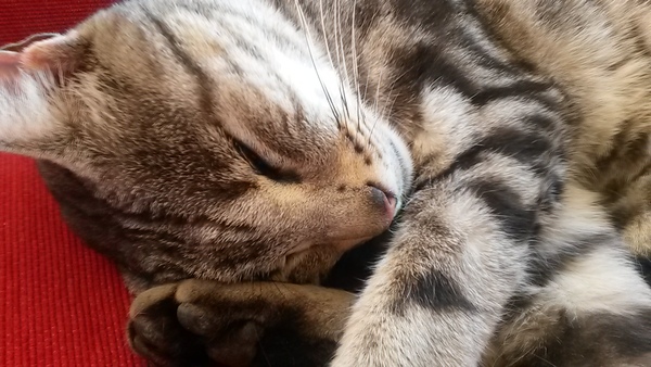 To love my kittens and want to see yours?