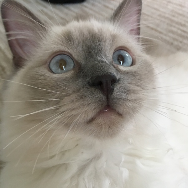 Recommend me a cat breed (please)