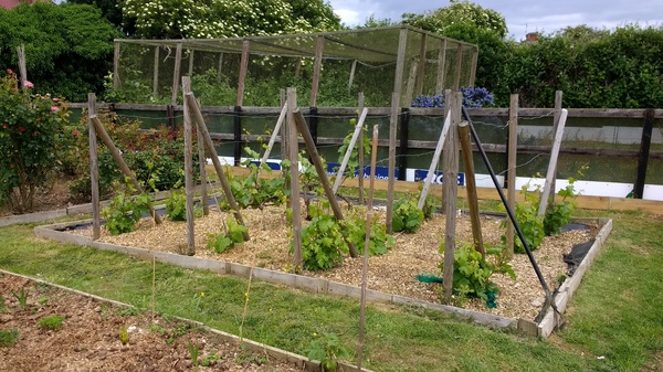 Allotment/Veg Patch Thread 9 - Spring is sprung, its getting really busy!