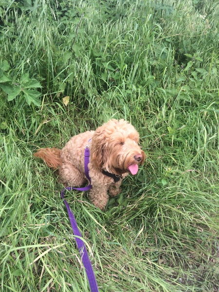 Does anyone fancy a "puppy survival" thread part 2