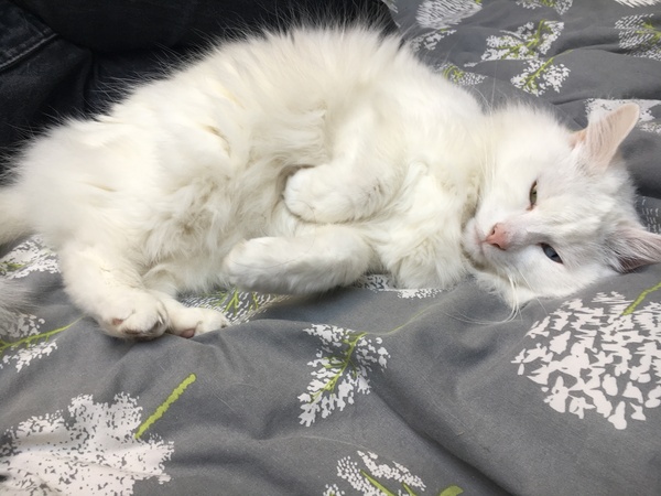 Cats with white ears - sunscreen