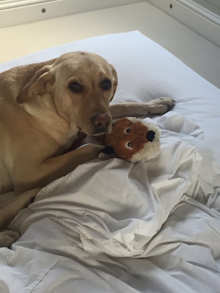 Sneaky dogs (include pics)