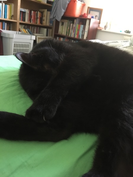 Cats still catting. What's your DCat up to today? Pt 3