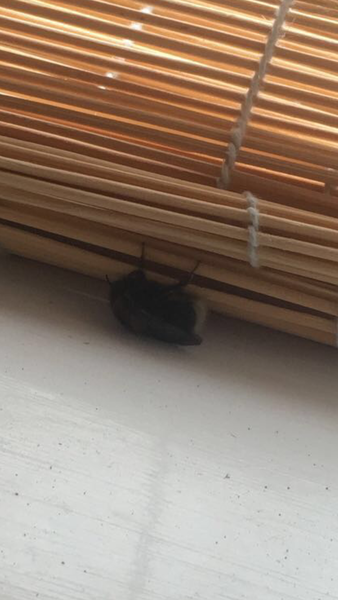 Are these cockroaches? If not what are they?