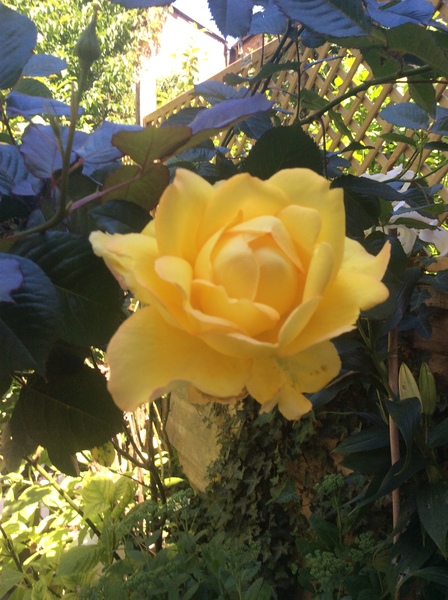 What's looking good in your garden at the moment?