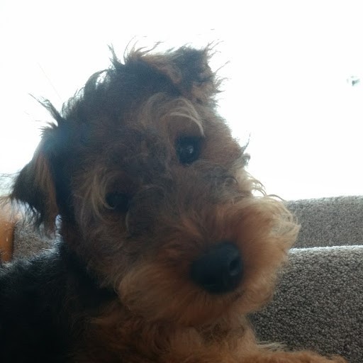 No excuse, just wanted to share a photo of our dog