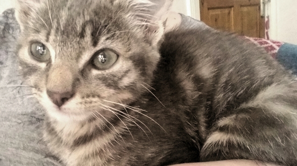 Cats still catting. What's your DCat up to today? Pt 3
