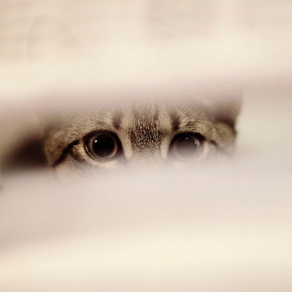 Anyone lost this? On my backstep if it's yours!