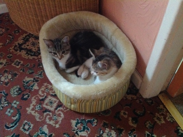 To love my kittens and want to see yours?
