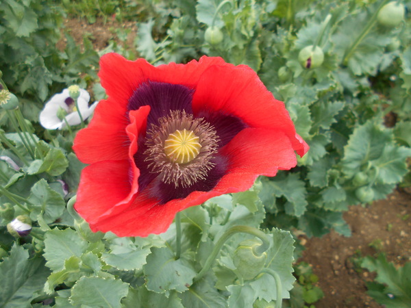 What's looking good in your garden at the moment?