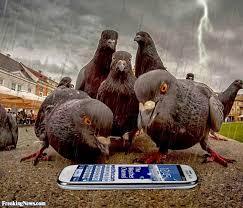 Anyone lost this? On my backstep if it's yours!