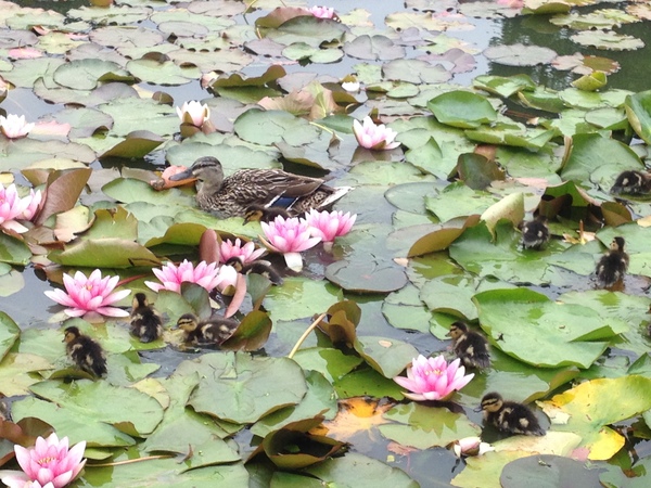 Dh has died and the MN lifesavers are helping us to keep our heads above water