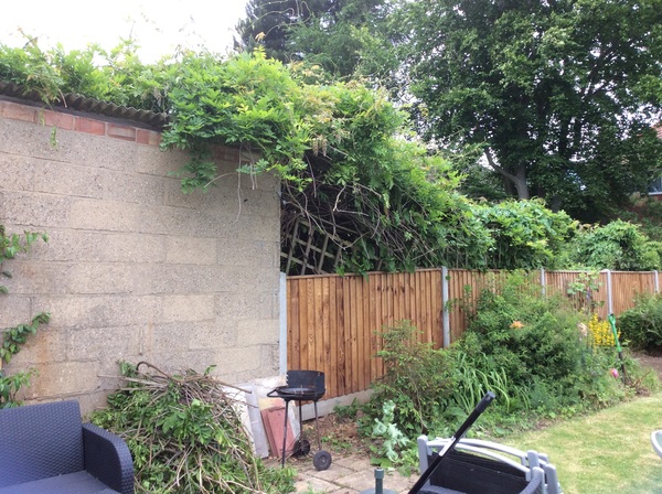 Battling the jungle next door