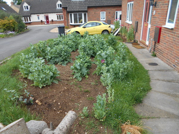 What's looking good in your garden at the moment?
