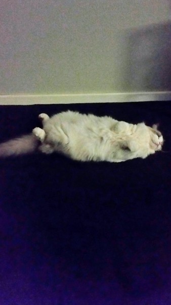 Recommend me a cat breed (please)