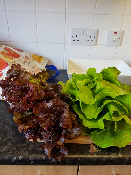 Allotment?Veg Patch Thread 10 - Plotmenters  busy into summer ! and loving James Wong