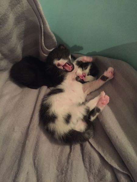 tiny baby kittens