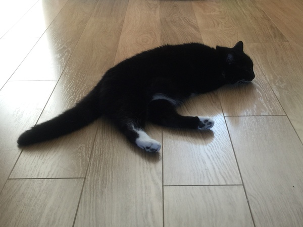 Cat seems unbothered by hot weather??