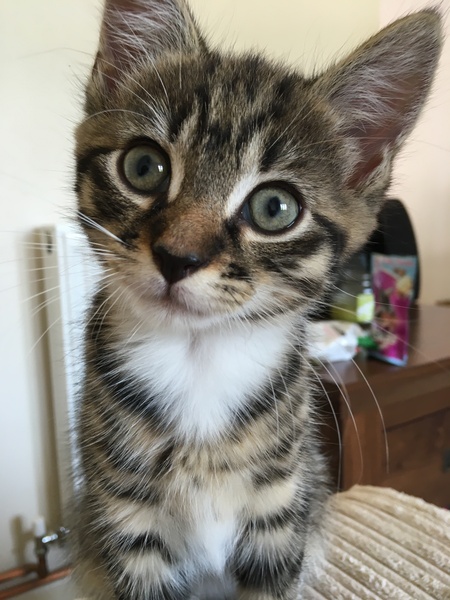So who got a new kitten recently? Let's see then.