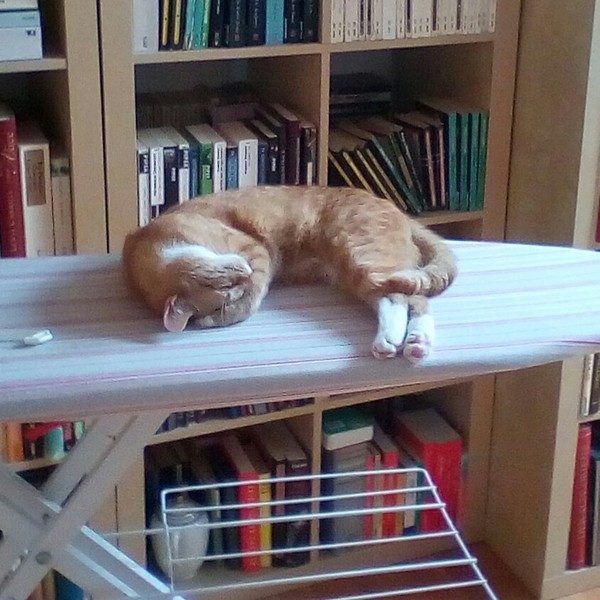 Cats still catting. What's your DCat up to today? Pt 3