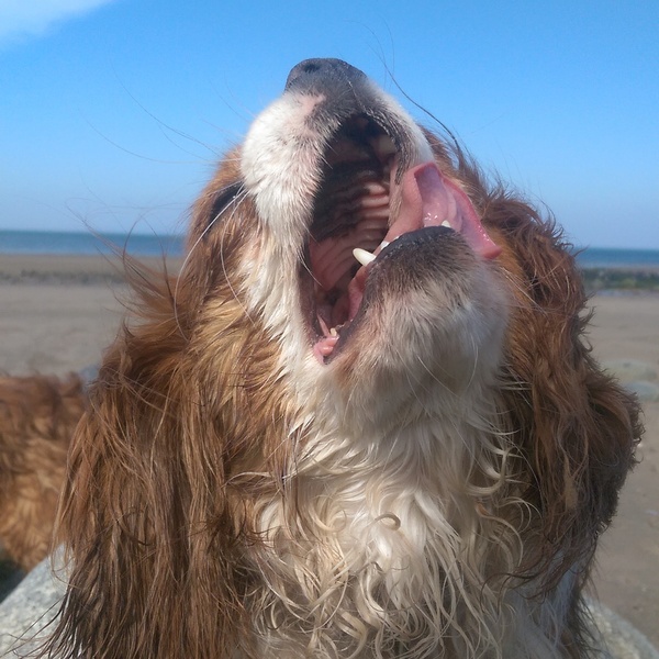 No excuse, just wanted to share a photo of our dog