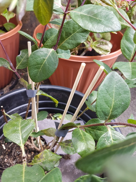 Has anyone had any luck with splinting  plants?