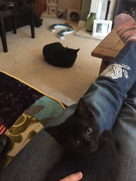Is four too many cats?
