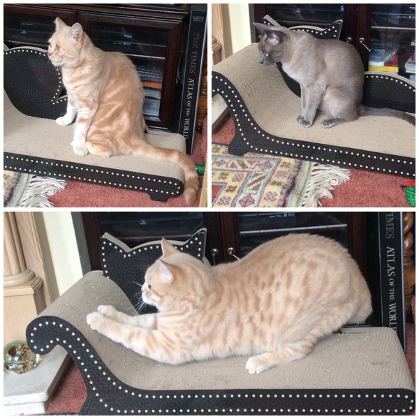 Is four too many cats?