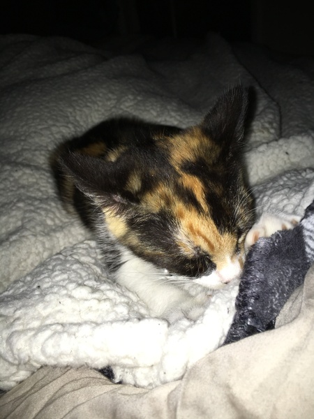 Cats still catting. What's your DCat up to today? Pt 3