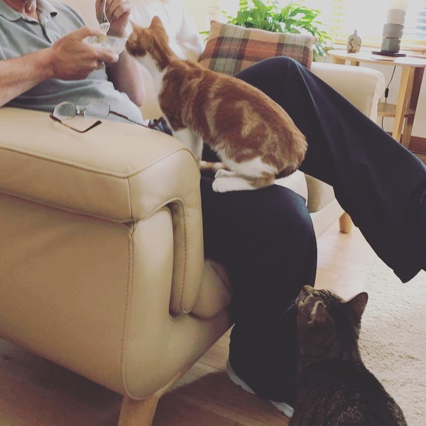 Cats still catting. What's your DCat up to today? Pt 3