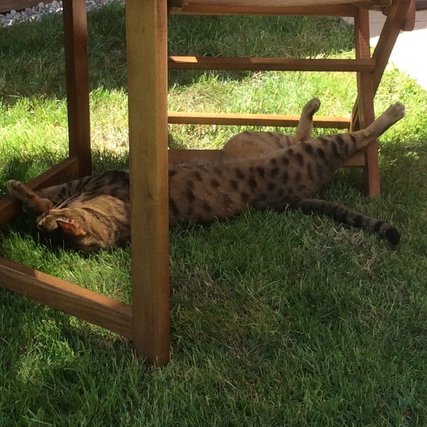Cats still catting. What's your DCat up to today? Pt 3