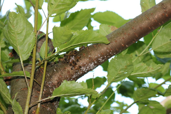 are these wasps or bees and what are they doing in my cherry tree?