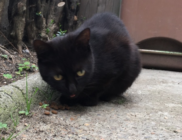 I've found a stray kitten