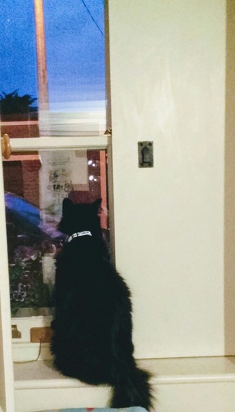 Cats still catting. What's your DCat up to today? Pt 3